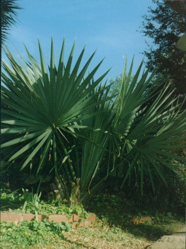 Plant Gallery: Tropical Plants-Landscaping in Haslet TX